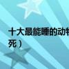 十大最能睡的動物（動物界的十大睡神其中一位能把自己睡死）