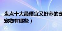 盤點十大最便宜又好養的寵物(最容易養活的寵物有哪些)