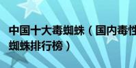 中國十大毒蜘蛛(國內毒性最強的蜘蛛中國毒蜘蛛排行榜)