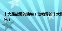 十大最能睡的動物(動物界的十大睡神其中一位能把自己睡死)