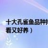 十大孔雀魚品種排名（最受歡迎的孔雀魚品種哪種孔雀魚好看又好養）