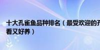 十大孔雀魚品種排名(最受歡迎的孔雀魚品種哪種孔雀魚好看又好養)