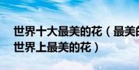 世界十大最美的花(最美的花是什么花10種世界上最美的花)