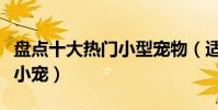 盤點十大熱門小型寵物(適合養在寢室的十大小寵)