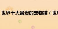 世界十大最貴的寵物貓(世界上最貴的貓咪)