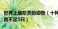 世界上最珍貴的動物(十種最為稀有的動物榜首不足5只)