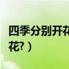 四季分別開花的花卉有哪些（四季分別開什么花?）