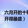 六月開的十種花（花期在6月的花六月什么花開得最盛）