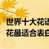 世界十大花語最浪漫的花（什么花最浪漫這些花最適合表白）