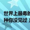 世界上最毒的海洋動物（海洋十大毒物總有一種你沒見過）