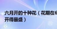 六月開的十種花(花期在6月的花六月什么花開得最盛)