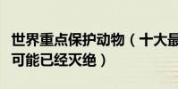世界重點保護動物(十大最為瀕危的動物榜首可能已經滅絕)