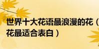 世界十大花語最浪漫的花(什么花最浪漫這些花最適合表白)