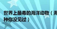 世界上最毒的海洋動物(海洋十大毒物總有一種你沒見過)