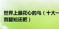世界上最花心的鳥(十大一夫多妻制的鳥類榜首腿短還肥)