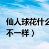 仙人球花什么顏色（為什么金絲猴仙人球顏色不一樣）