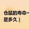 倉鼠的壽命一般能活多少歲（倉鼠的壽命一般是多久）