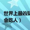 世界上最兇猛的蜥蜴（十大最兇殘的蜥蜴榜首會吃人）