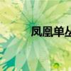 鳳凰單叢（關于鳳凰單叢的介紹）