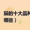 貓的十大品種（寵物貓的品種大全貓的種類有哪些）