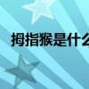 拇指猴是什么（它是世界上最小的猴子嗎）