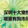 深圳十大寵物市場（深圳寵物市場在哪里深圳哪里有狗市場）