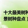 十大最美樹種排名（什么樹種最美最美麗的風景樹種盤點）