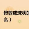 修剪成球狀的灌木種類（灌木球修剪原則是什么）