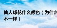 仙人球花什么顏色(為什么金絲猴仙人球顏色不一樣)
