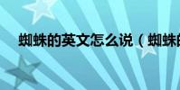 蜘蛛的英文怎么說(蜘蛛的英文怎么說)