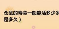 倉鼠的壽命一般能活多少歲(倉鼠的壽命一般是多久)