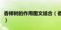 香樟樹的作用圖文結合(香樟樹的作用有哪些)
