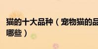 貓的十大品種(寵物貓的品種大全貓的種類有哪些)