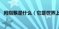 拇指猴是什么(它是世界上最小的猴子嗎)