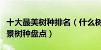 十大最美樹種排名(什么樹種最美最美麗的風景樹種盤點)