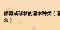 修剪成球狀的灌木種類(灌木球修剪原則是什么)