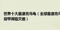 世界十大最漂亮烏龜(全球最漂亮烏龜盤點第一個因其絢麗背甲瀕臨滅絕)