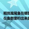 粗斑魔尾魚在哪里（粗斑魔尾魚（不是斑點魔尾魚）是不是在魚群里釣出來的）