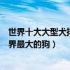 世界十大大型犬排名（世界最大的大型犬體型最大的犬類世界最大的狗）