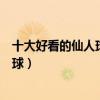 十大好看的仙人球品種（仙人球什么品種好最值得養的仙人球）