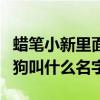 蠟筆小新里面狗叫什么名字（蠟筆小新中的狗狗叫什么名字）