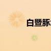 白暨豚怎么讀（白暨豚的資料）