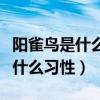 陽雀鳥是什么樣（陽雀鳥是布谷鳥嗎陽雀鳥有什么習性）