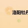 洛陽牡丹（關于洛陽牡丹的介紹）