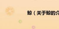 鯨(關于鯨的介紹)