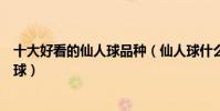 十大好看的仙人球品種(仙人球什么品種好最值得養的仙人球)