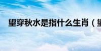 望穿秋水是指什么生肖(望穿秋水生肖?)