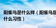 陽雀鳥是什么樣(陽雀鳥是布谷鳥嗎陽雀鳥有什么習性)