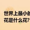 世界上最小的花是什么樣的花（世界上最小的花是什么花?）