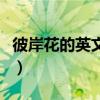 彼岸花的英文網名女生（彼岸花的英文是什么）